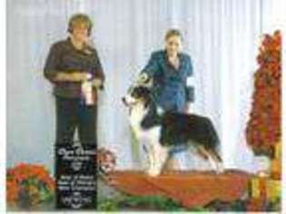 Australian Shepherd Puppy for sale in Anderson, MO, USA
