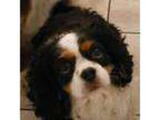 Cavalier King Charles Spaniel Puppy for sale in Worcester, MA, USA
