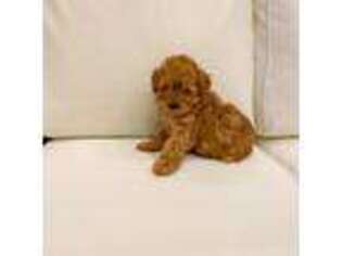 Cavapoo Puppy for sale in Spring, TX, USA