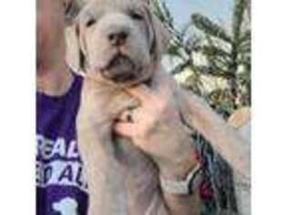 Great Dane Puppy for sale in Pottstown, PA, USA