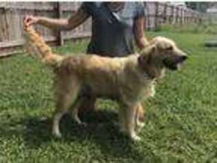Golden Retriever Puppy for sale in Athens, AL, USA