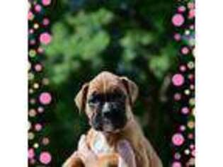Boxer Puppy for sale in Lady Lake, FL, USA