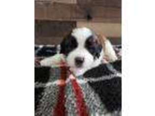 Saint Bernard Puppy for sale in Waynesboro, VA, USA