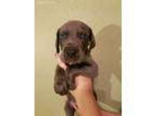 Great Dane Puppy for sale in Fort Gibson, OK, USA