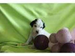 English Setter Puppy for sale in Unknown, , USA