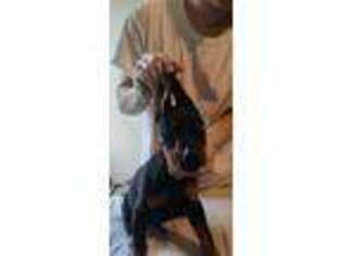 Doberman Pinscher Puppy for sale in Berryville, AR, USA