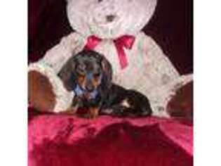 Dachshund Puppy for sale in Polk City, FL, USA