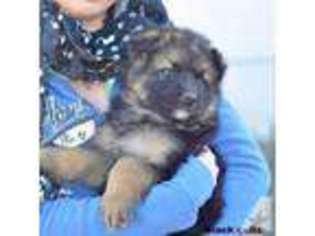 German Shepherd Dog Puppy for sale in NEVADA, MO, USA