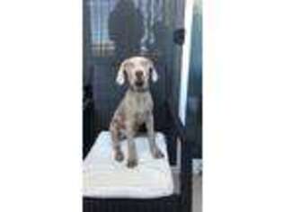 Weimaraner Puppy for sale in Woodland Hills, CA, USA