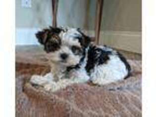 Biewer Terrier Puppy for sale in Eagleville, TN, USA