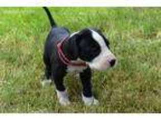 Great Dane Puppy for sale in Soap Lake, WA, USA