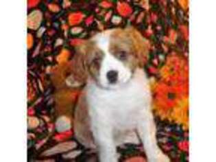 Cavalier King Charles Spaniel Puppy for sale in Woonsocket, RI, USA