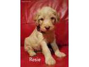 Goldendoodle Puppy for sale in Westminster, MD, USA