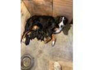 Mutt Puppy for sale in Pittsburg, TX, USA