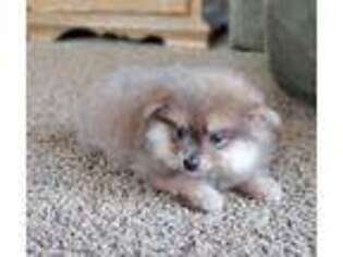 Pomeranian Puppy for sale in Charles City, IA, USA