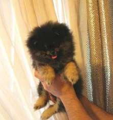Pomeranian Puppy for sale in Lake Mary, FL, USA