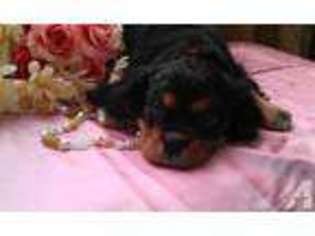 Cavalier King Charles Spaniel Puppy for sale in MONTAGUE, CA, USA
