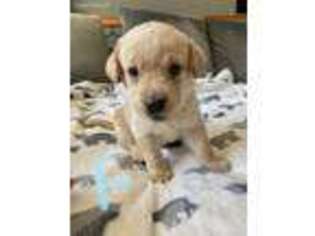 Labrador Retriever Puppy for sale in Belding, MI, USA