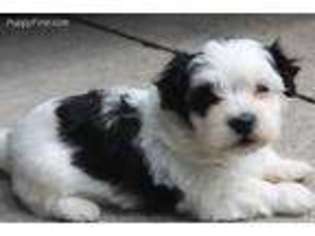 Havanese Puppy for sale in Francesville, IN, USA