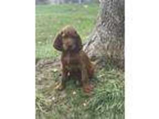Irish Setter Puppy for sale in Solon, OH, USA