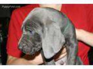 Weimaraner Puppy for sale in Manheim, PA, USA