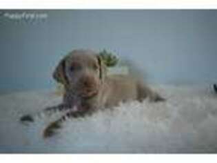 Weimaraner Puppy for sale in Sibley, IA, USA