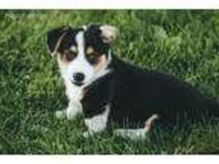 Pembroke Welsh Corgi Puppy for sale in Oley, PA, USA
