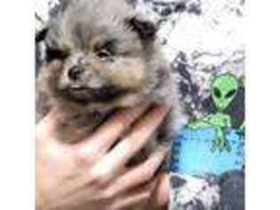 Pomeranian Puppy for sale in Killdeer, ND, USA