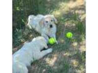 Golden Retriever Puppy for sale in Calhan, CO, USA