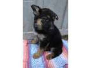 German Shepherd Dog Puppy for sale in Holmesville, OH, USA