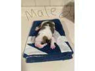 Bulldog Puppy for sale in Statham, GA, USA