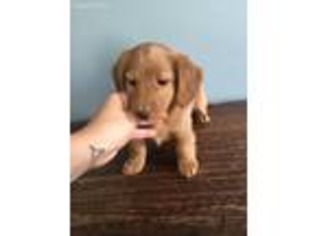Dachshund Puppy for sale in Upland, CA, USA