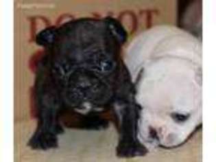 French Bulldog Puppy for sale in Blanchester, OH, USA