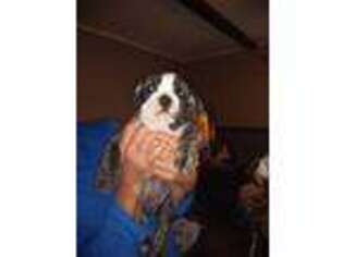 Bulldog Puppy for sale in Tunnel Hill, GA, USA