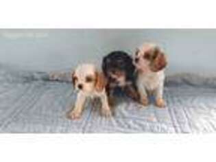 Cavalier King Charles Spaniel Puppy for sale in Camden, MI, USA
