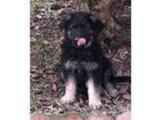 German Shepherd Dog Puppy for sale in Auburn, WA, USA