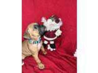 Boxer Puppy for sale in South Haven, MN, USA
