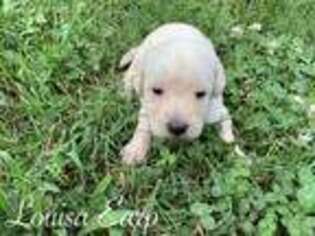 Labradoodle Puppy for sale in Gentry, AR, USA