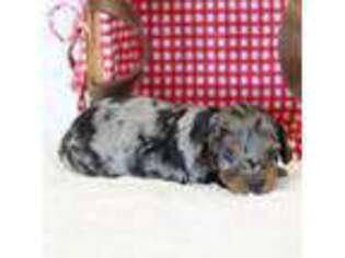 Dachshund Puppy for sale in Newberry, IN, USA