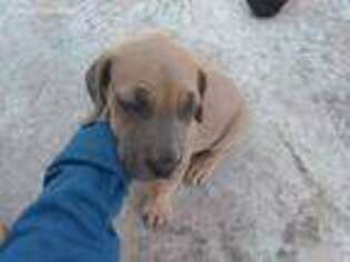 Great Dane Puppy for sale in Starke, FL, USA