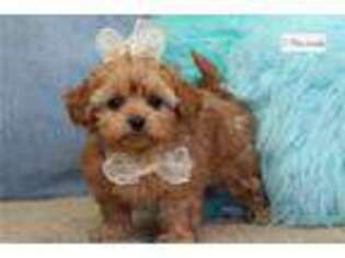 Shih-Poo Puppy for sale in Saint Louis, MO, USA