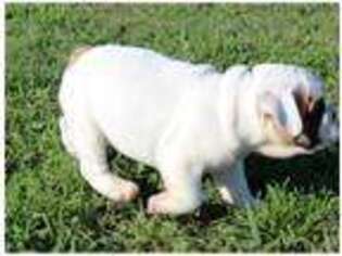 Bulldog Puppy for sale in Ayden, NC, USA
