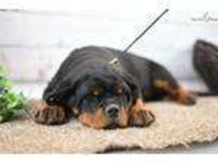 Rottweiler Puppy for sale in North Platte, NE, USA