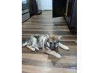 Norwegian Elkhound Puppy for sale in Fort Worth, TX, USA