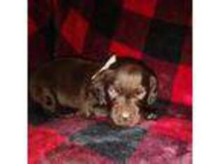 Boykin Spaniel Puppy for sale in Marshallville, GA, USA