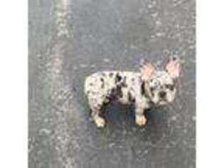 French Bulldog Puppy for sale in Buffalo, NY, USA