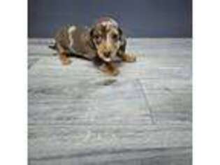 Dachshund Puppy for sale in Odon, IN, USA