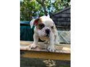 Bulldog Puppy for sale in Brentwood, NY, USA