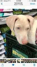 Doberman Pinscher Puppy for sale in Summerville, SC, USA