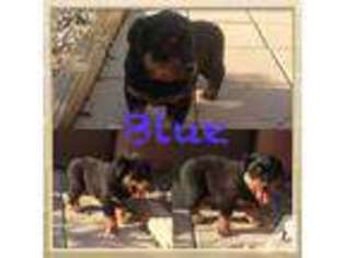 Rottweiler Puppy for sale in LAS CRUCES, NM, USA